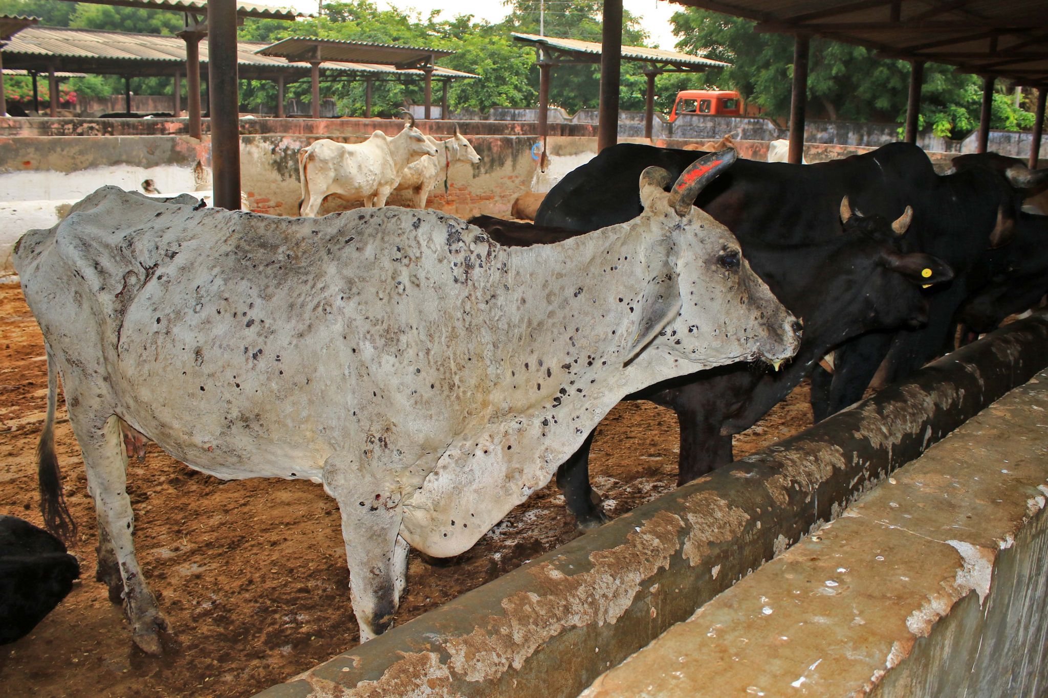 बाग्मती प्रदेशका १३ जिल्लामा लम्पी स्किन रोगबाट १८ हजार गाई सङ्क्रमित Image