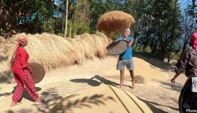 चियाको उर्वरभूमि इलामका किसान धानखेतीमा आकर्षित Image