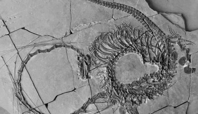 पानीमा बस्ने एउटा जीवको झन्डै २४ करोड वर्ष पुरानो जीवाश्म फेला Image