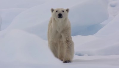 समुद्री बरफ तीव्ररूपमा पग्लिन थालेपछि ध्रुवीय भालुहरू भोकमरीको जोखिममा Image