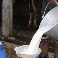 दूध बेचेर करोडौँ गाउँ भित्र्याउँदै किसान Image