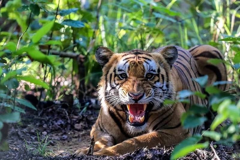 देशभरका खोरमा १९ वटा समस्याग्रस्त बाघ : 'टाइगर जू' बनाउनुपर्नेमा विज्ञको जोड Image